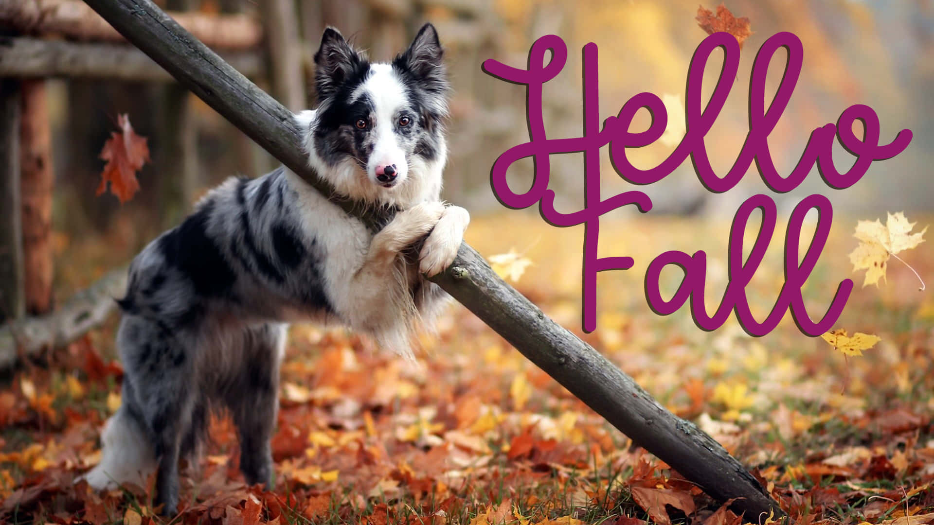 邊境牧羊犬在秋葉中的木頭上，帶有Hello Fall文字。