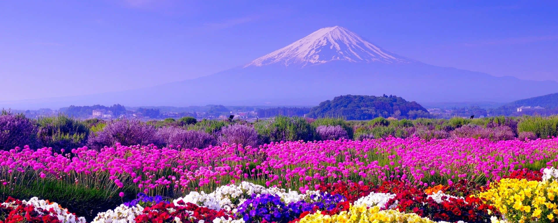 在晴朗的藍天下，以富士山為背景的彩色花田。