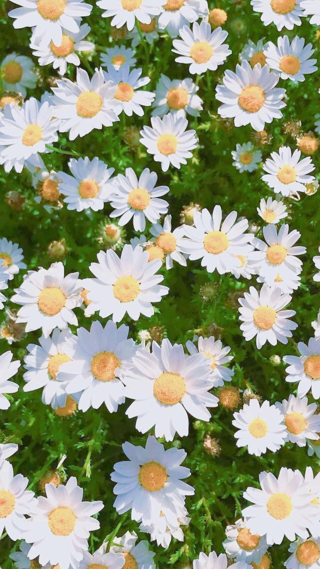 白色雛菊帶黃色花心，在陽光明媚的綠色田野中盛開。