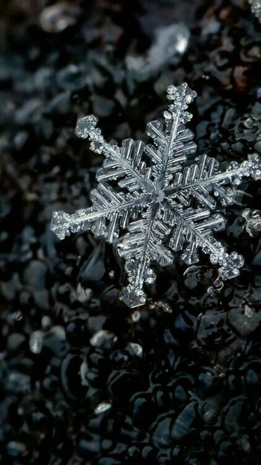 深色濕潤卵石上的詳細雪花