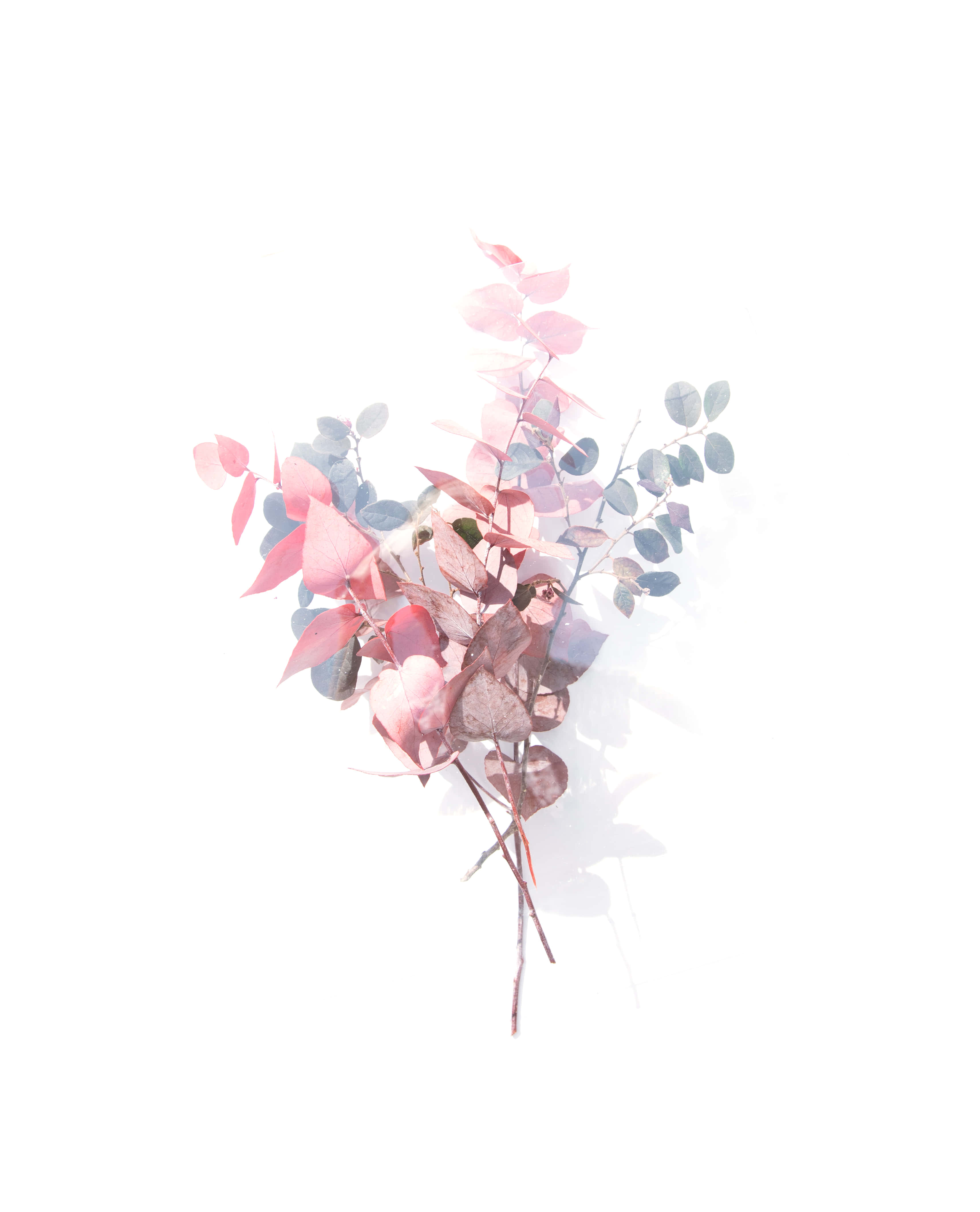 以震撼背景展現女神般的美麗 壁紙 — 一束粉紅色和藍色桉樹葉的細緻花束，在純白色背景上柔和地發光。