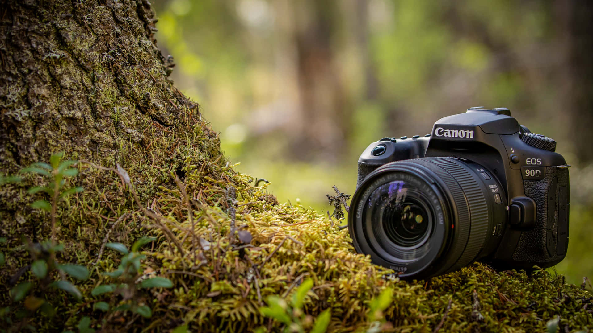 Canon DSLR相機放在長滿苔蘚的森林地上，旁邊有樹