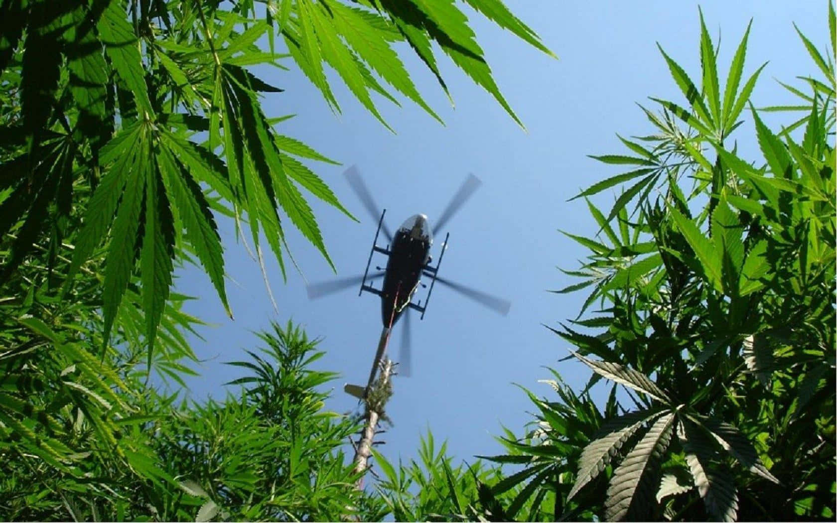 直升機在藍天下飛越高大的綠色大麻植物。