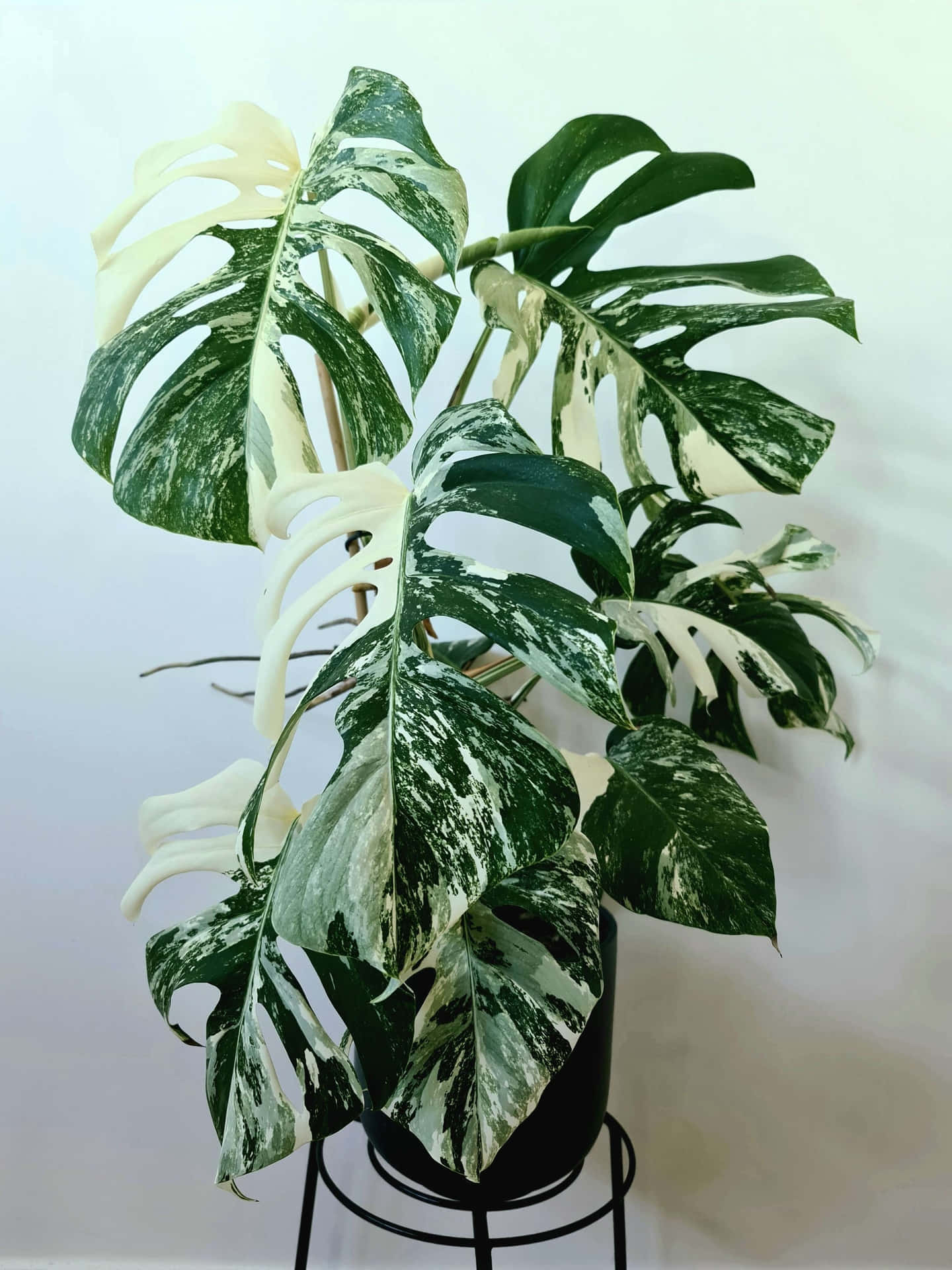 有斑駁綠色和白色葉子的龜背竹植物，黑色花盆，金屬架。