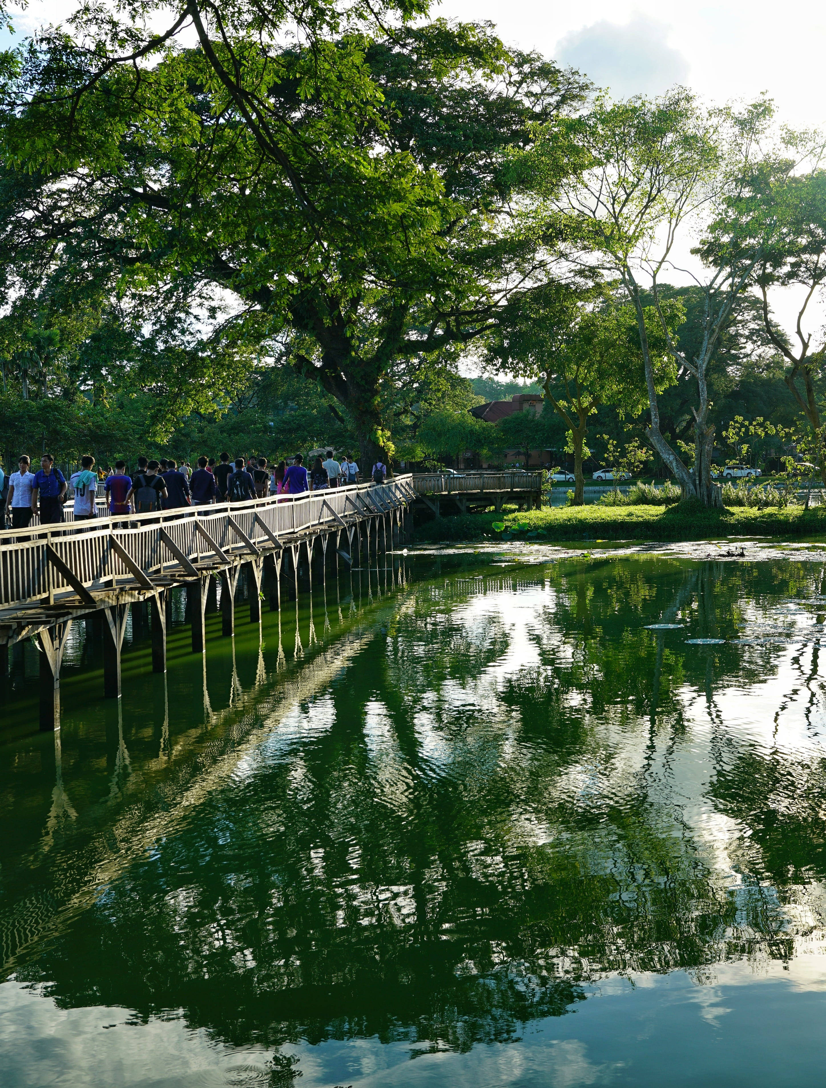 仰光市哈瓦公園湖景 壁紙 — 一條木製步道蜿蜒在平靜的綠色池塘上，倒映著高聳的樹木，人們在明亮的天空下漫步。