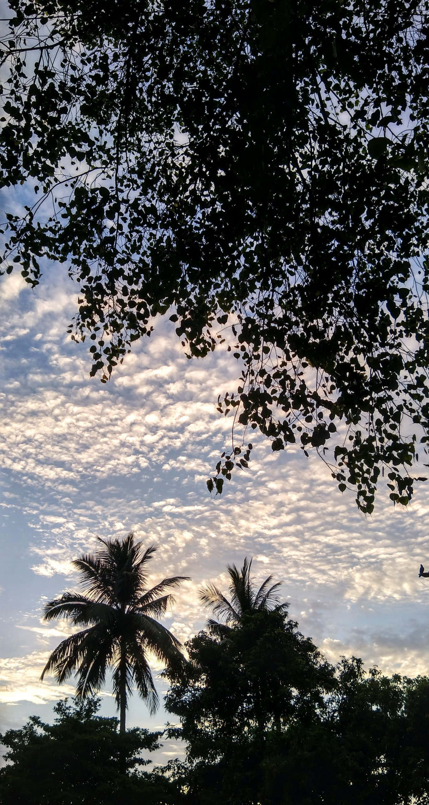棕櫚樹和樹葉在黎明天空下形成剪影，伴隨著柔和的雲朵。
