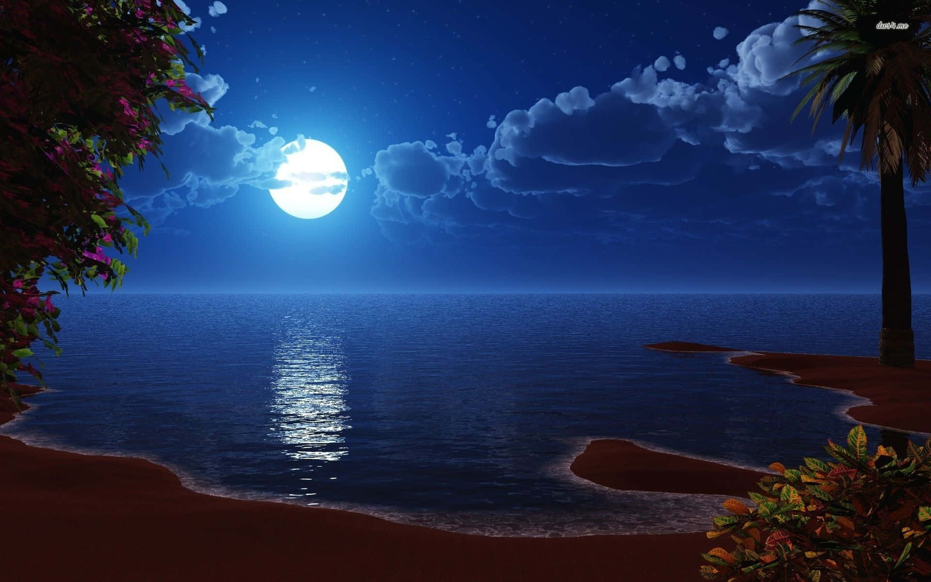 仰望月光下的美麗夜空 壁紙 — 一個寧靜的月光海灘場景，滿月在平靜的海面上投射出閃爍的光芒，被熱帶植物和棕櫚樹環繞，星空下。
