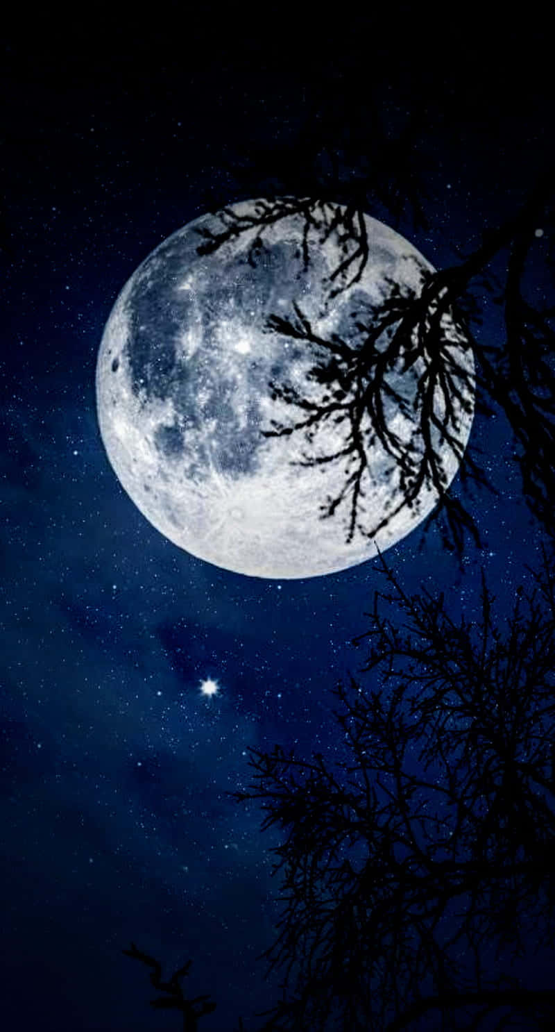 滿月在樹枝後，星空下