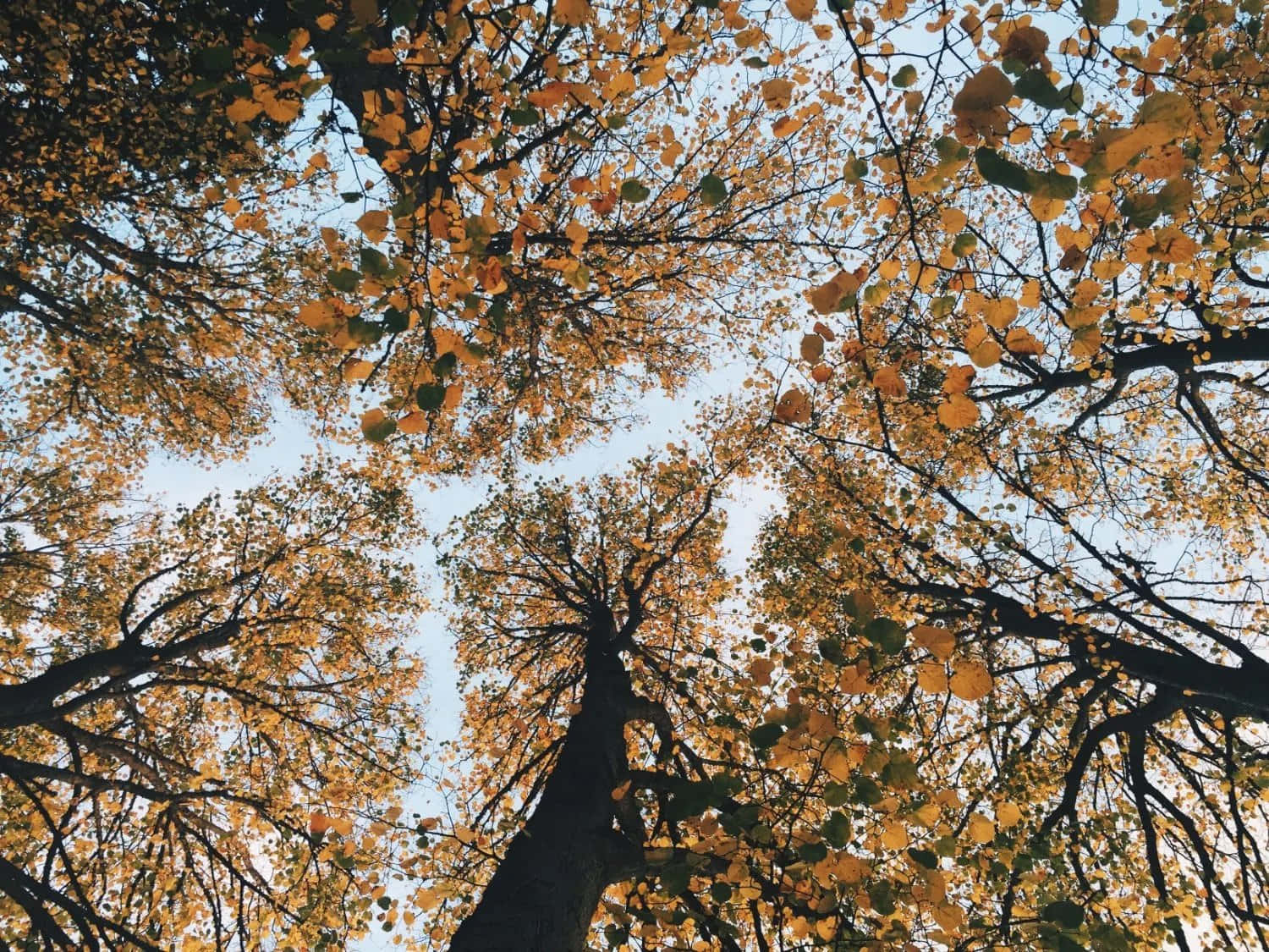 仰望秋日樹林 壁紙