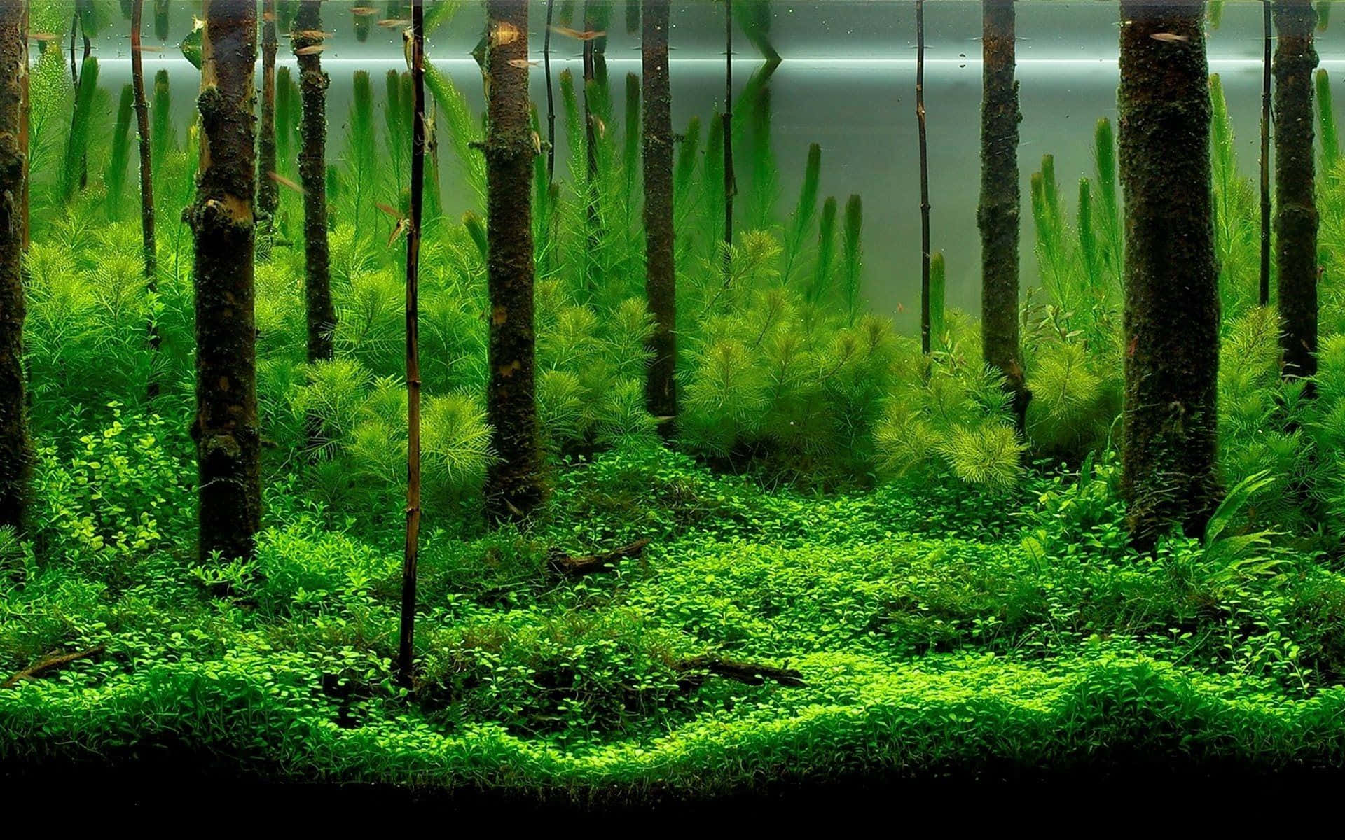 仿木樁水族箱背景 壁紙 — 平靜水面下茂密的綠色水生森林，長滿高高的蘆葦和濃密的苔蘚地面。