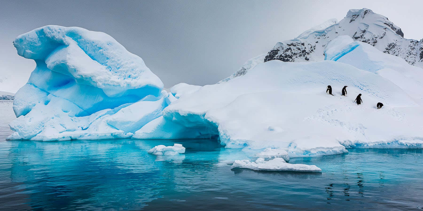 Antarctica 桌布 壁紙 — 企鵝在灰色天空下，穿越漂浮在清澈南極水域中的發光藍色冰山。