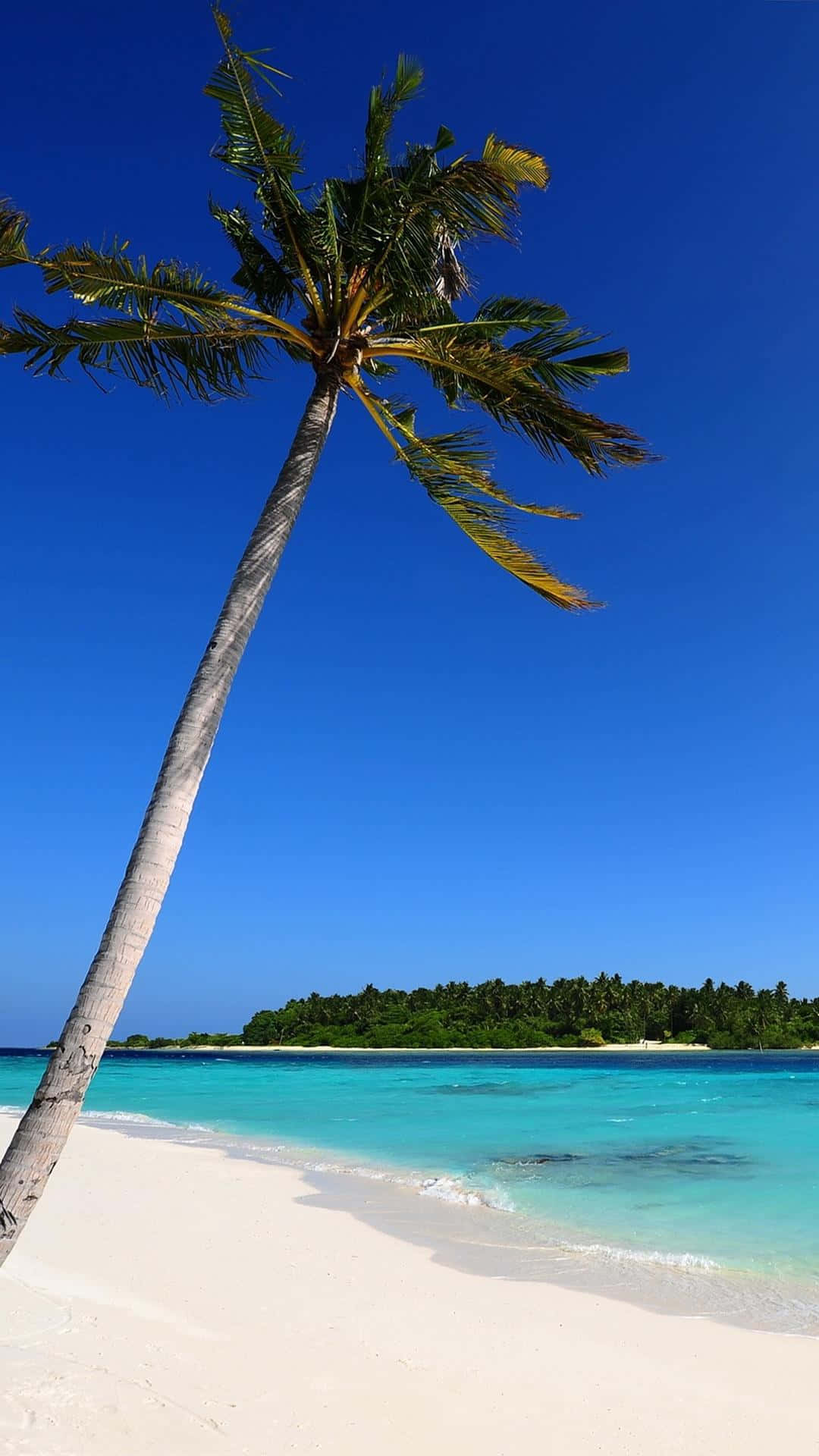 熱帶海灘，有棕櫚樹和碧綠海水，藍天