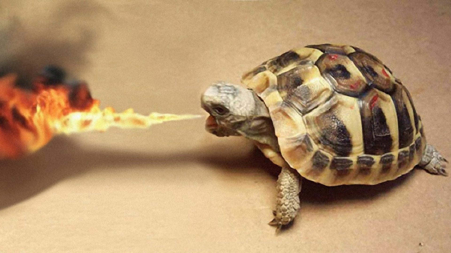 在幽默的奇幻場景中，一隻烏龜噴出火焰。