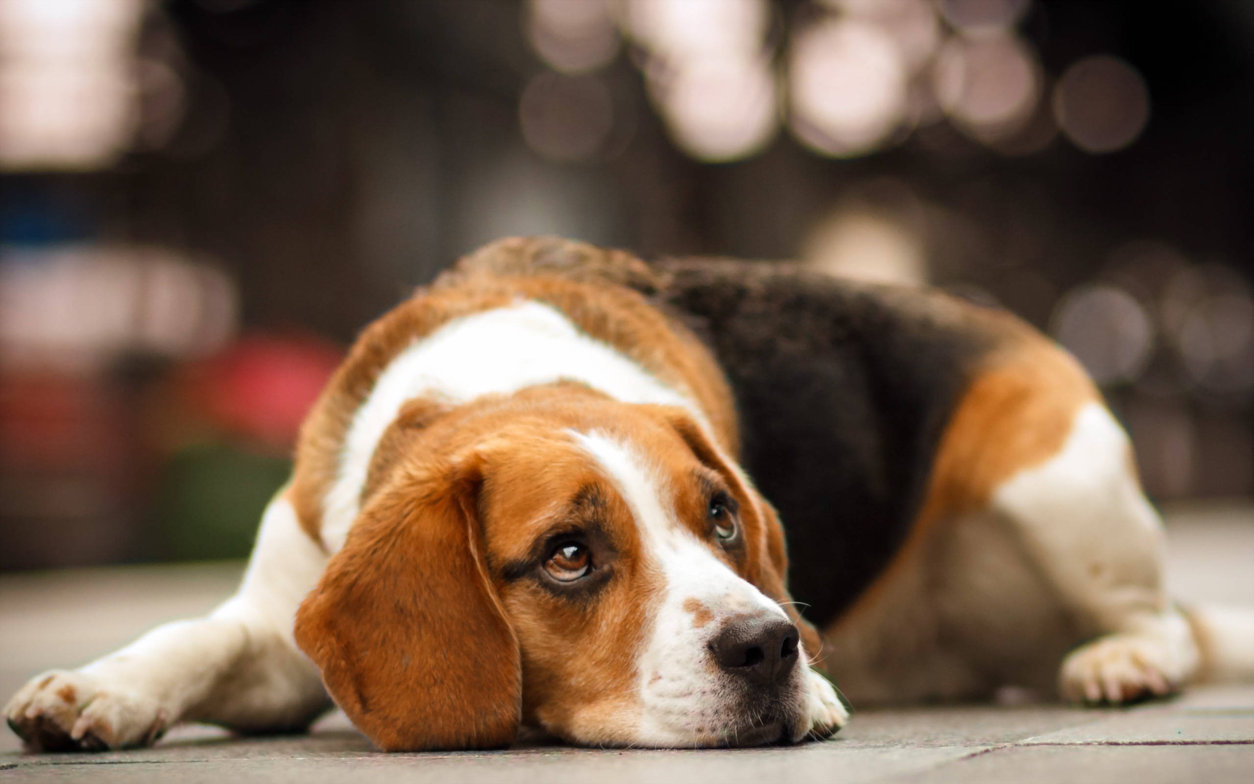 休息中的比格犬 壁紙 — 一隻三色比高獵犬將頭擱在鋪砌的表面上，背景是柔和模糊的散景燈光。