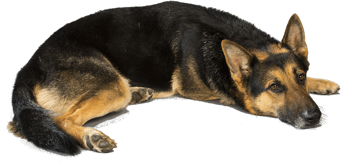 休憩的德國牧羊犬（透明背景） 壁紙 — 一隻德國牧羊犬在黑色背景下冷靜地休息，豎起警覺的耳朵，眼神充滿靈魂。