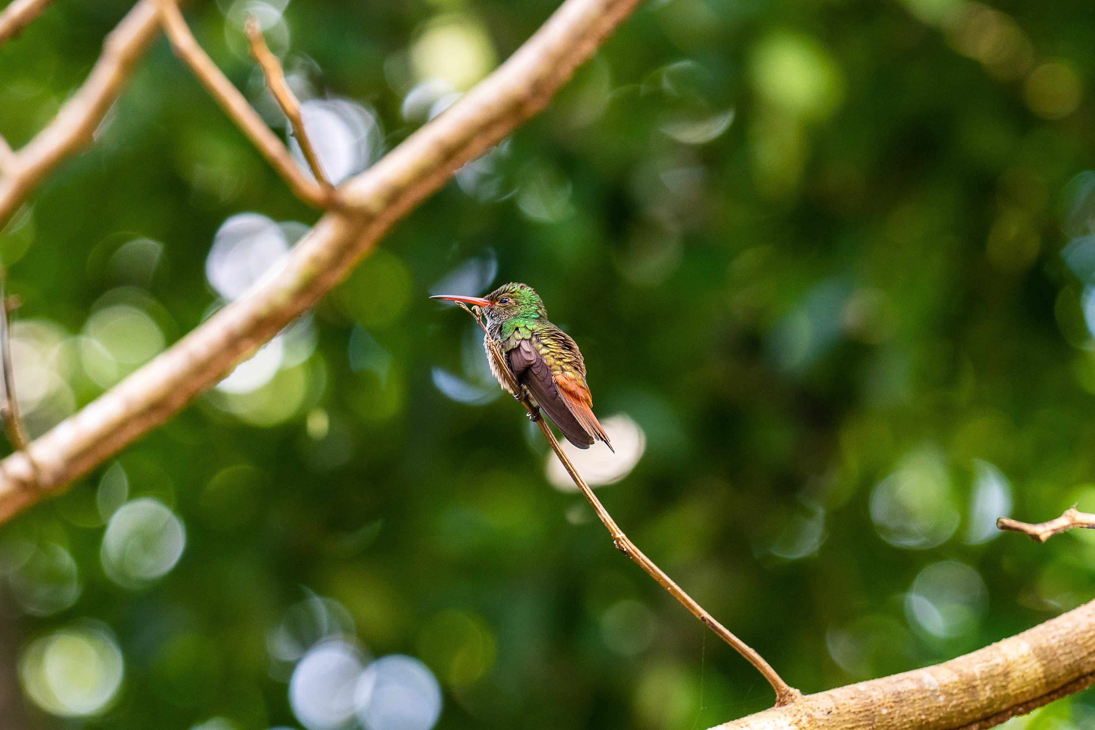 伯利茲科利布里鳥 壁紙 — 一隻色彩鮮豔的蜂鳥輕巧地棲息在纖細的樹枝上，背景是柔和的綠色散景森林。