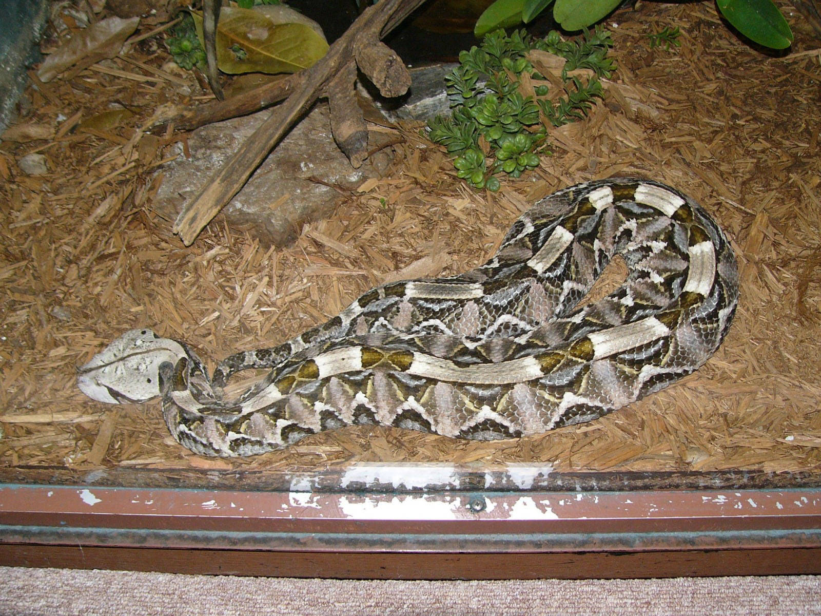 伯明翰動物園長加蓬蝰蛇 壁紙 — 一條盤繞的矛頭蛇，帶有複雜的棕色和白色圖案，在綠色植物附近的木屑墊料上休息。