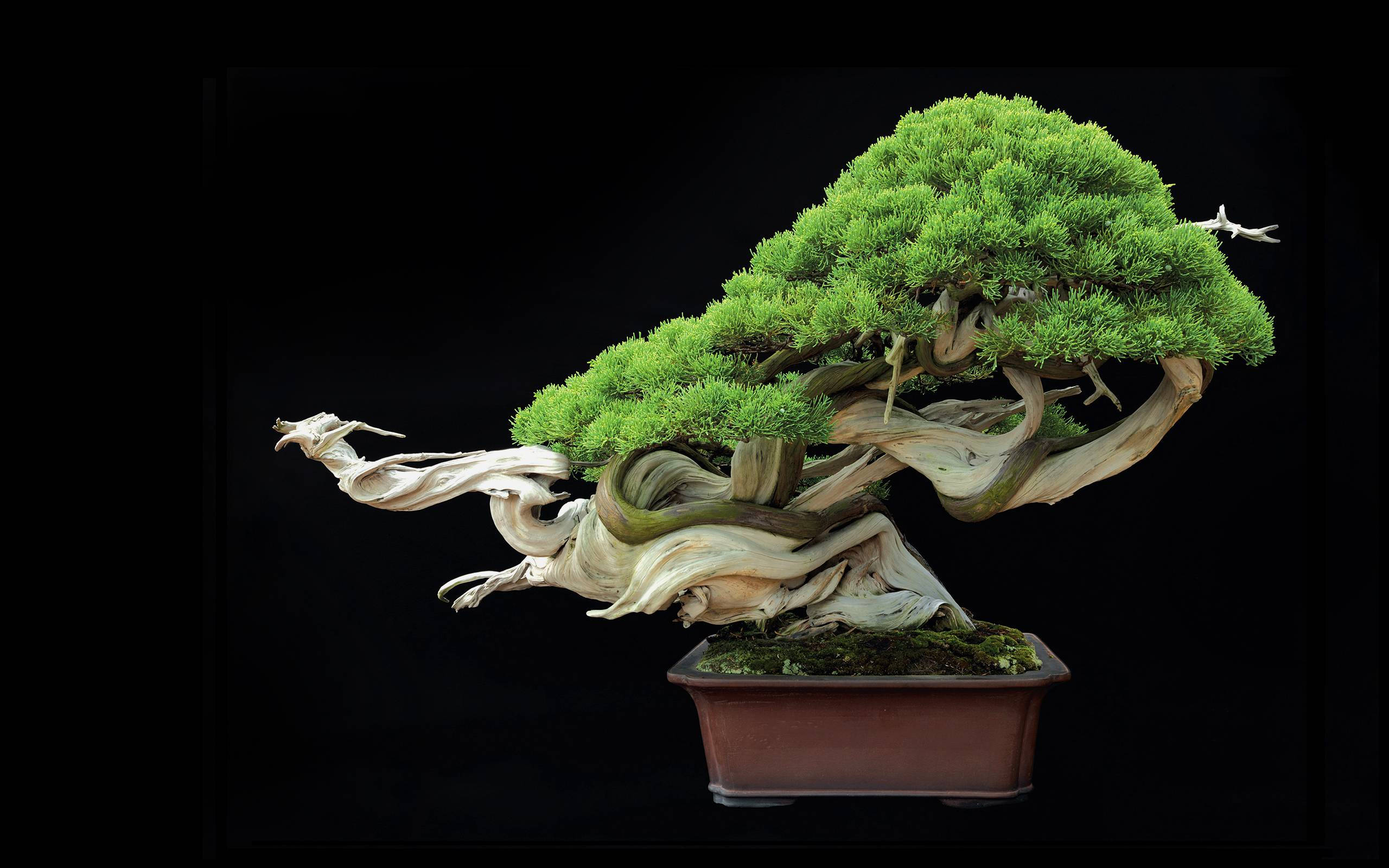 似哭泣少女的盆景植物攝影 壁紙 — 一棵雄偉的盆景樹，擁有充滿活力的綠色樹葉和粗糙風化的樹幹，立在一個長方形花盆中，背景是純黑色。
