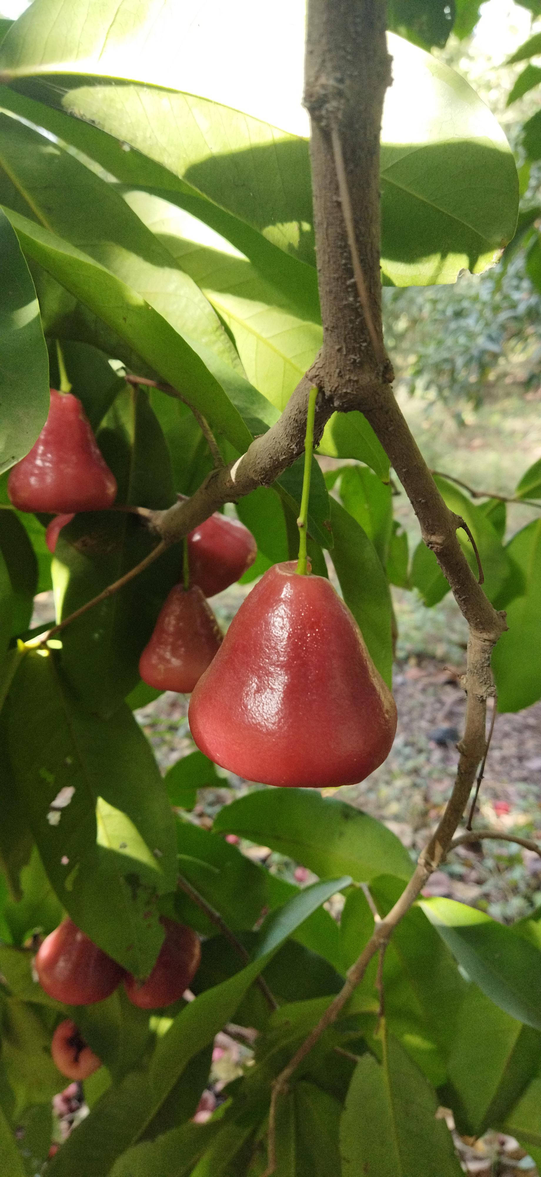 低垂的玫瑰蘋果 壁紙 — 成熟的粉紅玫瑰蘋果，油亮飽滿，掛在沐浴在斑駁陽光下的翠綠樹枝上。