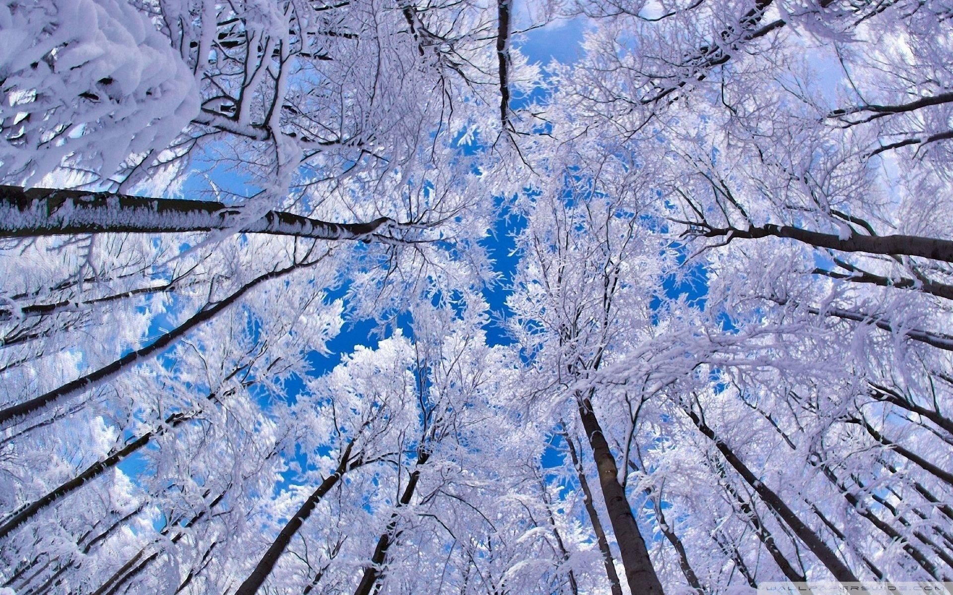 白雪覆蓋的樹木在冬天伸向明亮的藍天。