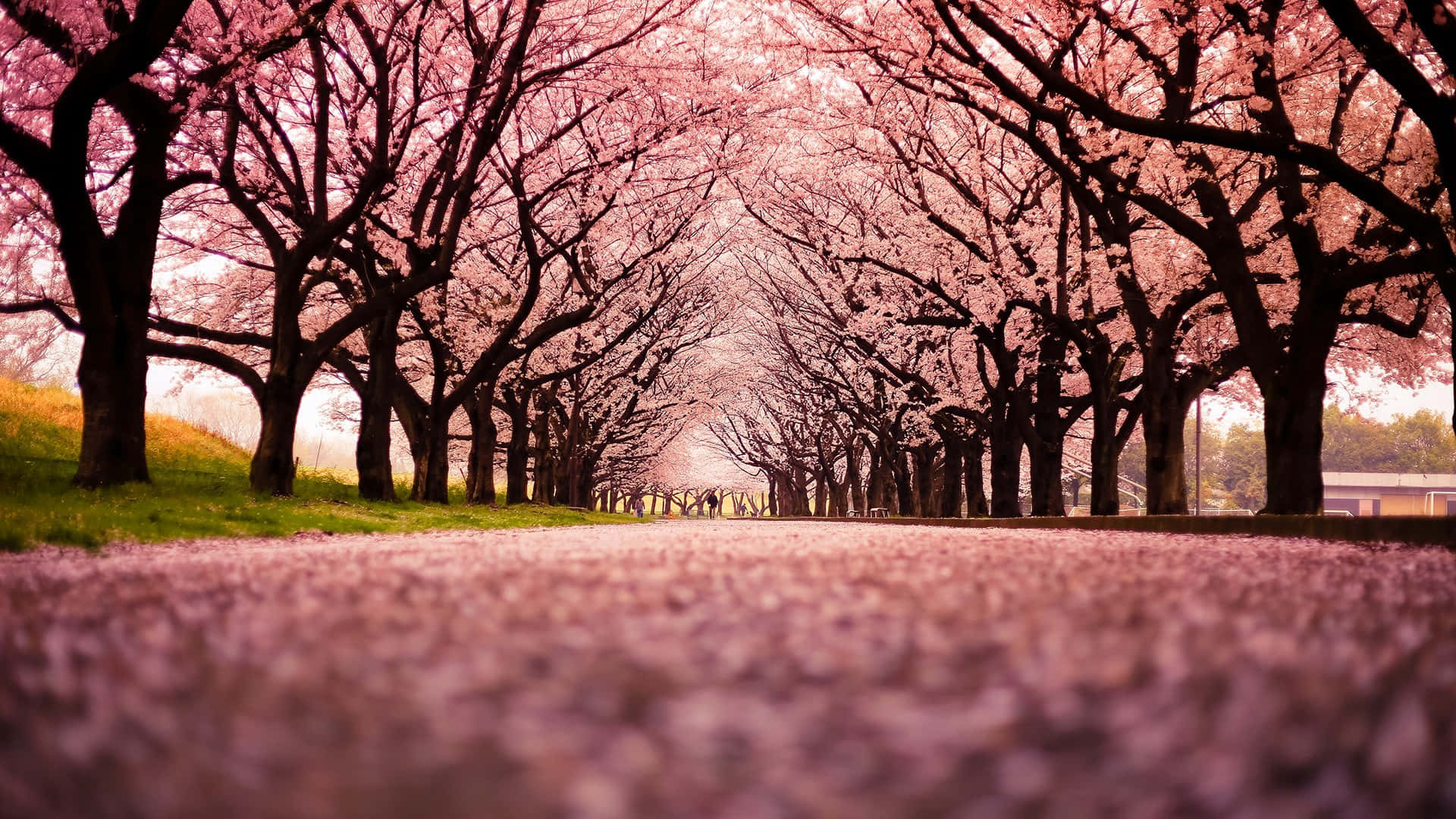 Cherry Blossom Tree 桌布 壁紙 — 低角度拍攝一條鋪滿粉紅色櫻花的小徑，樹木在頭頂形成隧道。