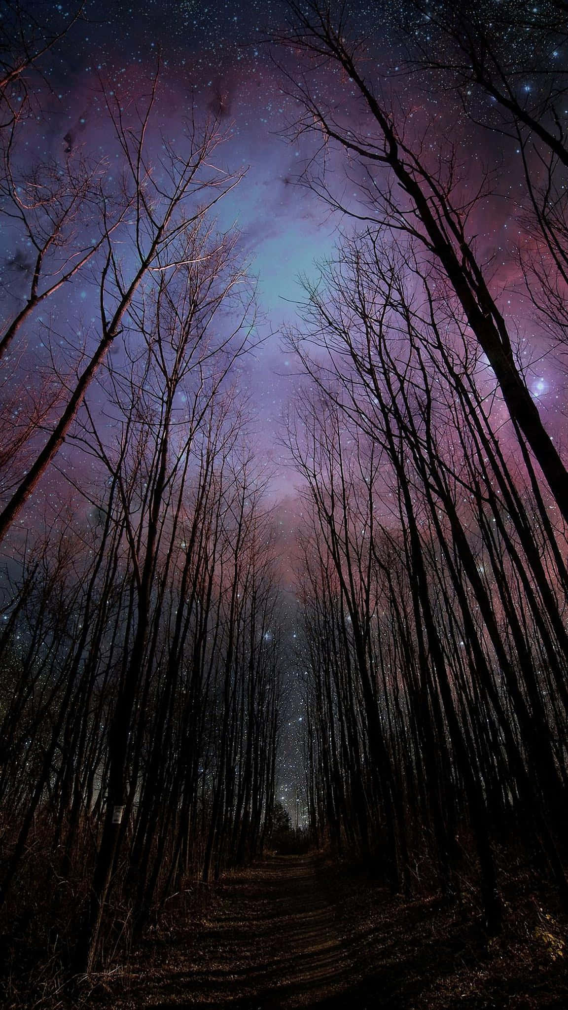 低角度拍攝的凋零樹林，星夜紫空 壁紙 — 繁星點點的紫藍色夜空拱形籠罩在一條由光禿樹木剪影框住的黑暗森林小徑上。