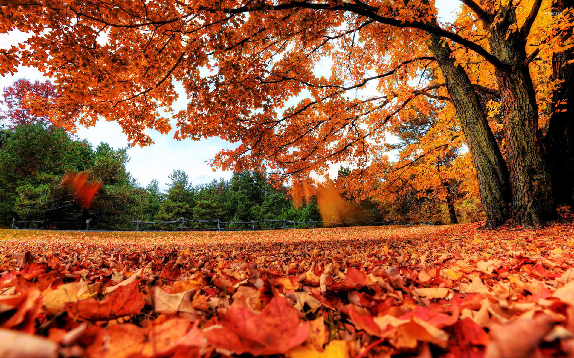 Fallen Leaves 桌布 壁紙 — 低角度拍攝的森林地面，覆蓋著鮮豔的橙色和紅色秋葉，上方是火紅的樹冠。