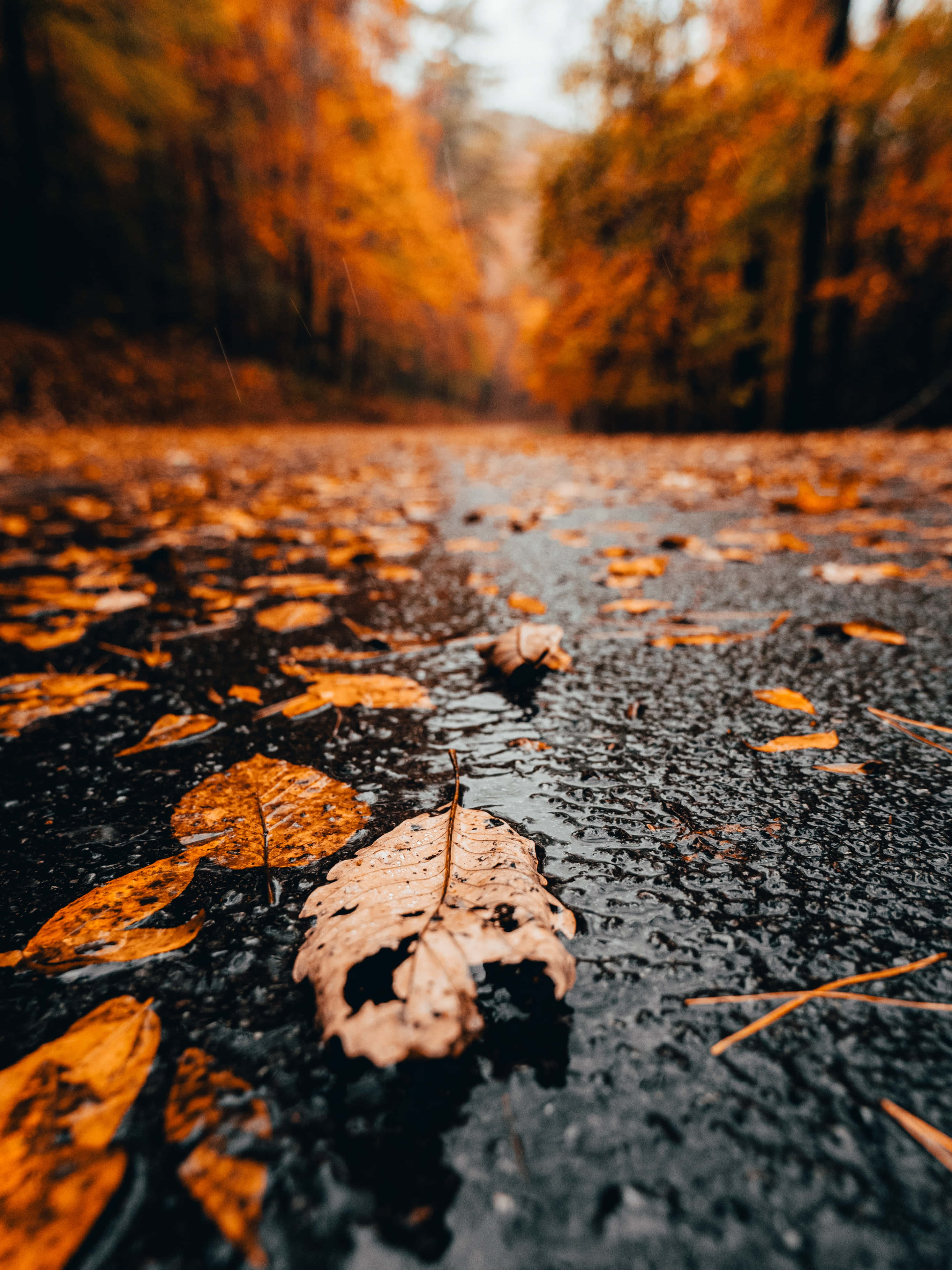 Fall Rain 桌布 壁紙 — 低角度拍攝秋天森林樹冠下濕漉漉的行人路，上面鋪滿了掉落的橙色樹葉。