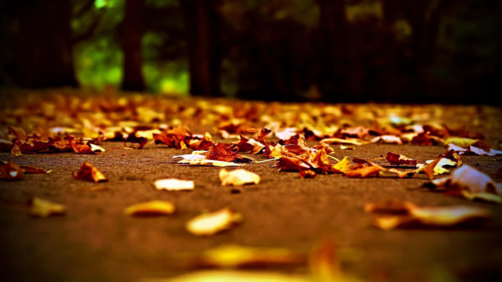 Fallen Leaves 桌布 壁紙 — 低角度拍攝金色秋葉散落在森林小徑上，背景有模糊的樹木。