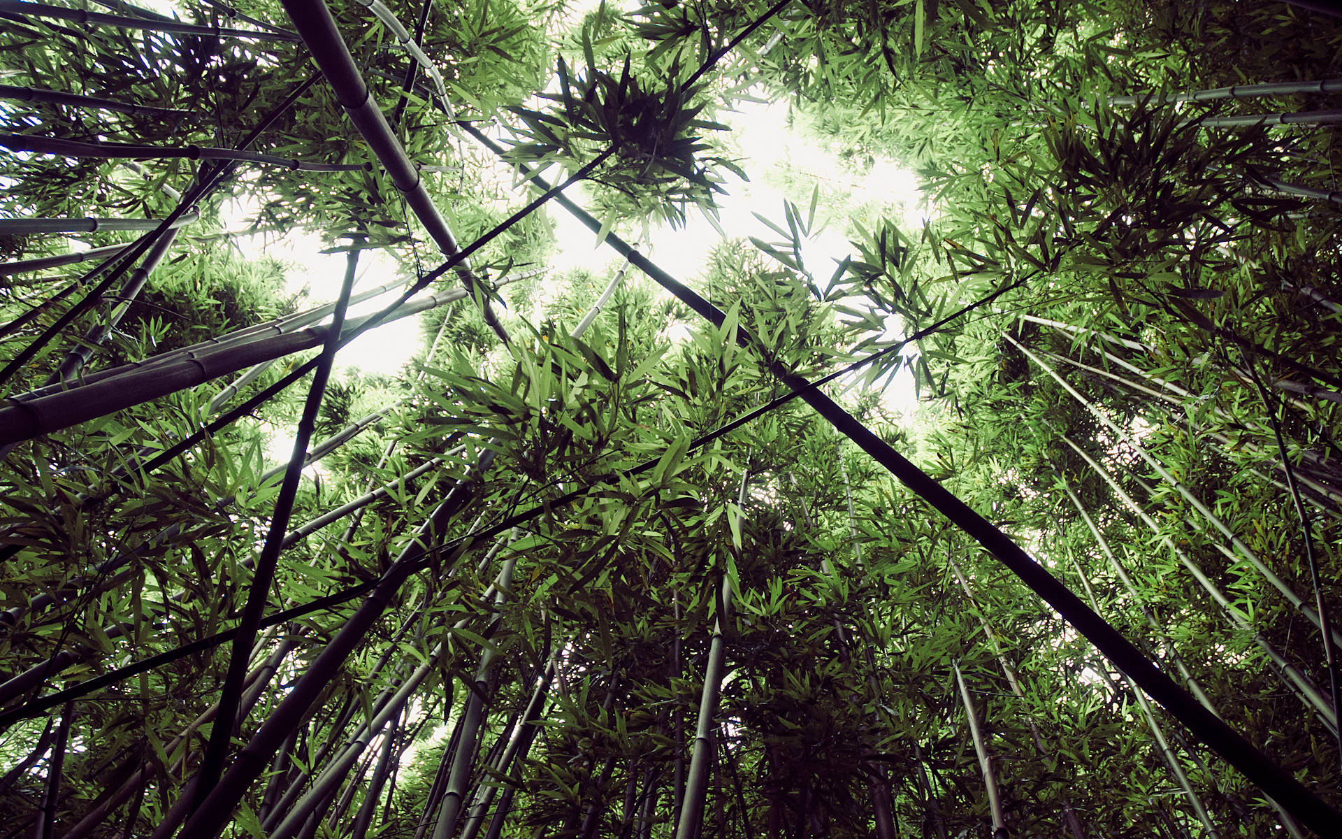 低角度竹林高清影像 壁紙 — 穿過茂密的竹林樹冠向上看，陽光透過鮮綠的樹葉灑落。