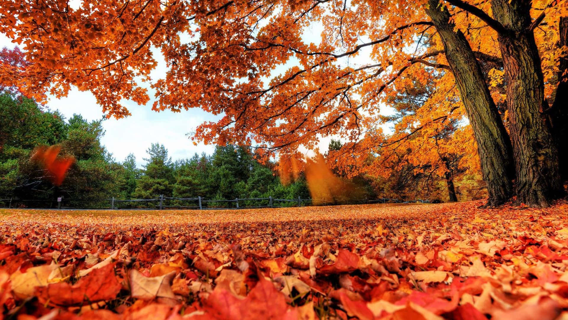 Autumn Wind 桌布 壁紙 — 低角度視角，森林地面鋪滿鮮豔的橙色和紅色秋葉，上方是火紅的樹冠。