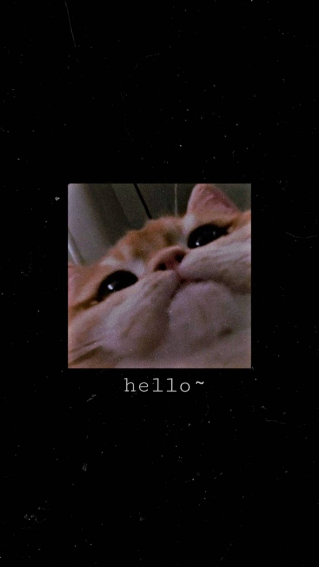 一隻橙色貓咪特寫，喺深色背景上向上望，上面有 hello~ 文字。