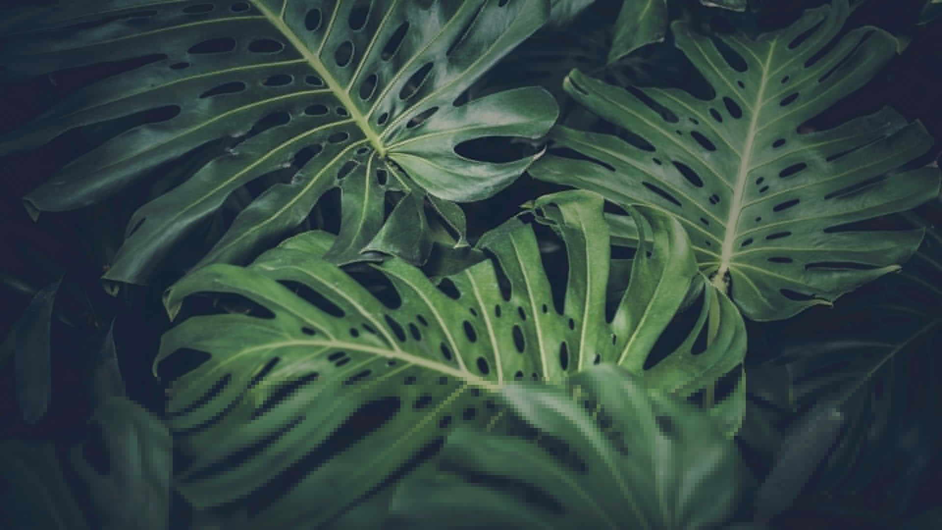 特寫鏡頭：茂密綠色叢林中帶有天然孔洞的重疊龜背竹葉片。