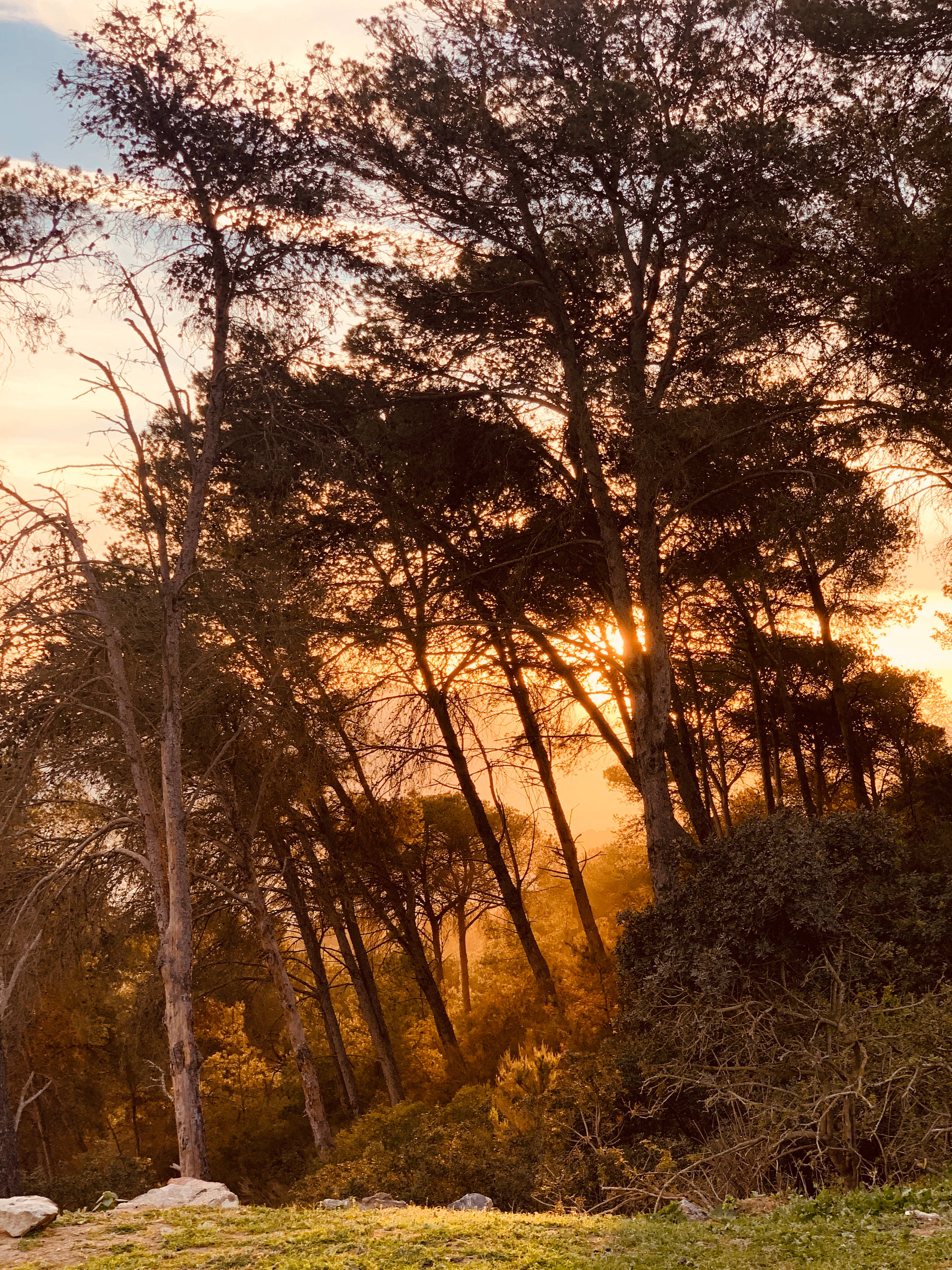 佛得角樹木 壁紙 — 夕陽穿過高大的樹木，將金色光線投射在散落岩石和雜草的森林地面上。