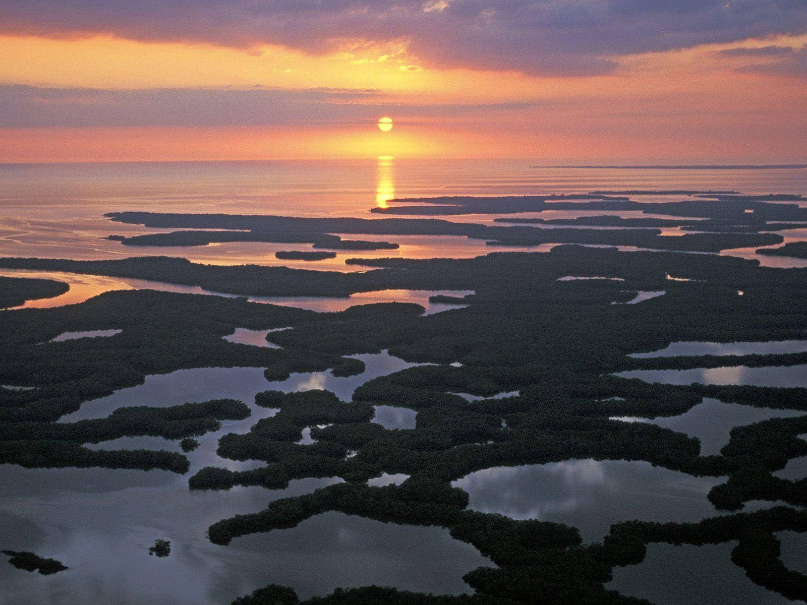 夕陽映照紅樹林群島，水面泛起金色倒影