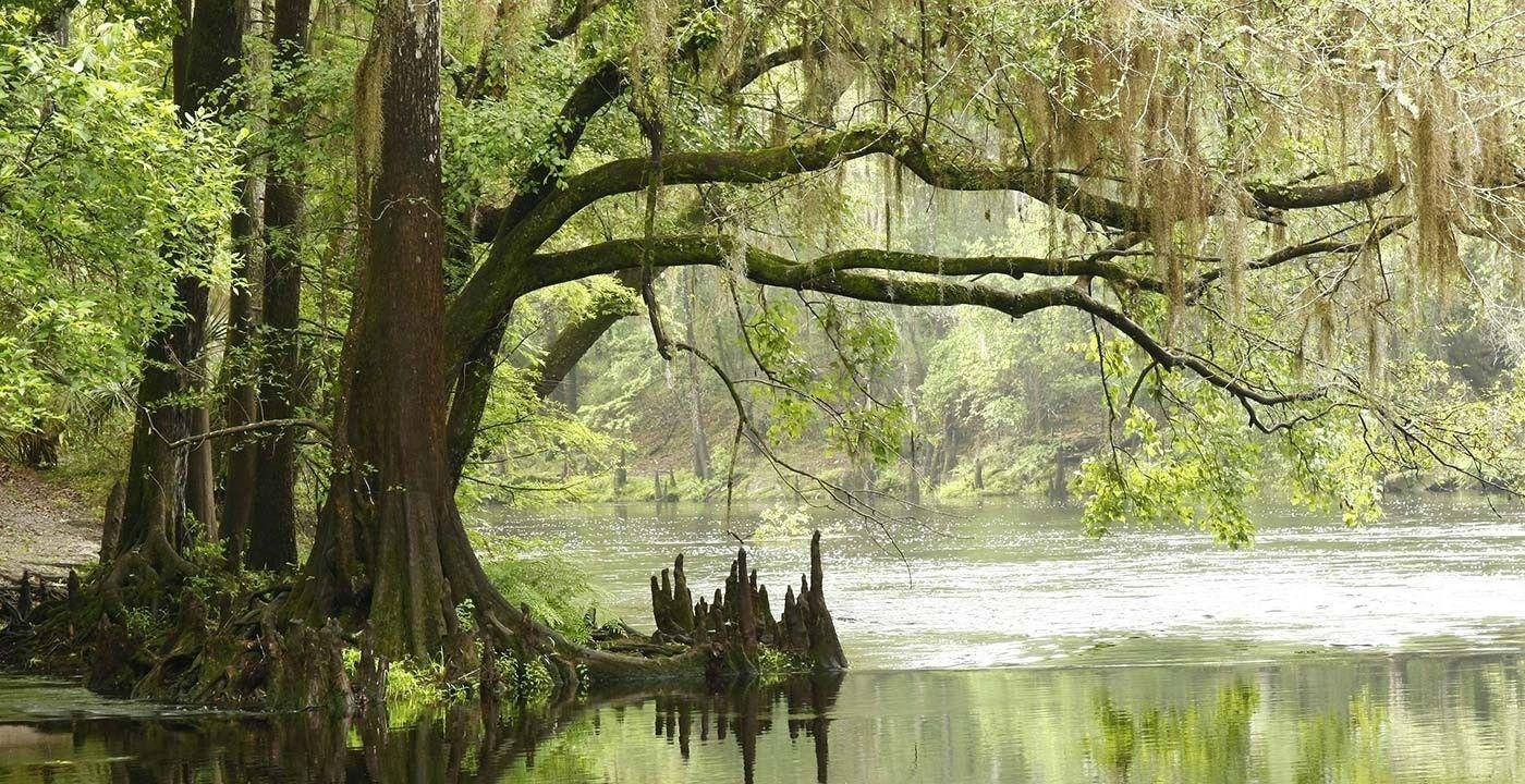苔蘚覆蓋的柏樹在斑駁的陽光下倒映在平靜的沼澤水中。