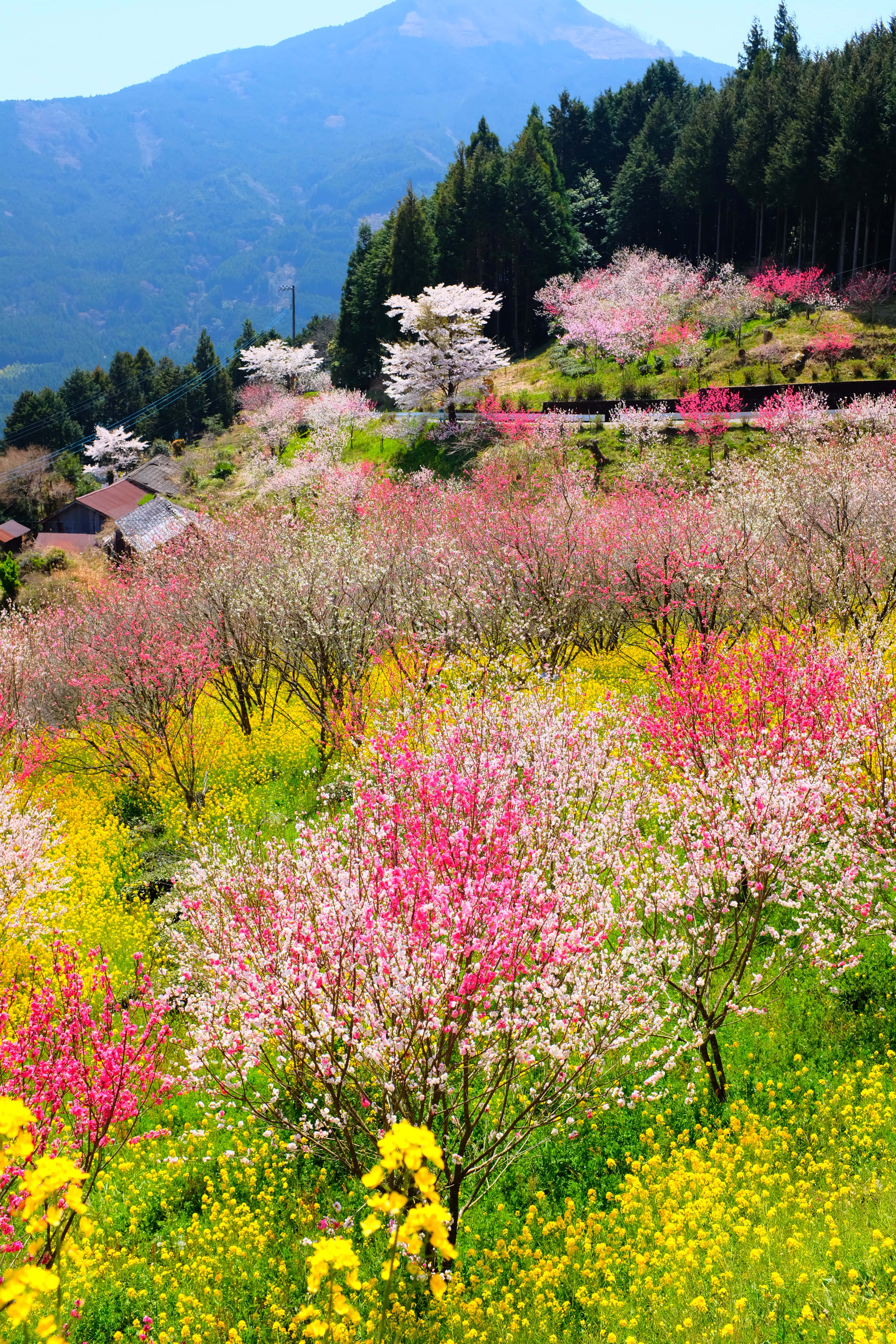 佛羅里達拉克蘭春季美景 壁紙 — 鮮豔的粉紅色和白色櫻花在梯田山坡上盛開，與金黃色的花朵交織，背景是森林覆蓋的山脈。