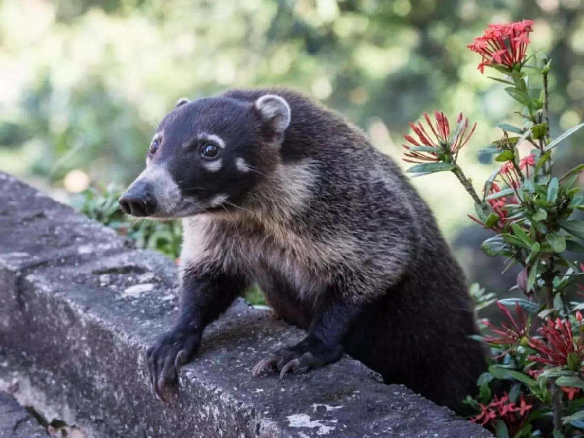 你將見過的最怪異動物！ 壁紙 — 一隻長鼻浣熊警覺地棲息在長滿青苔的石牆上，旁邊是陽光花園中鮮豔的紅花。