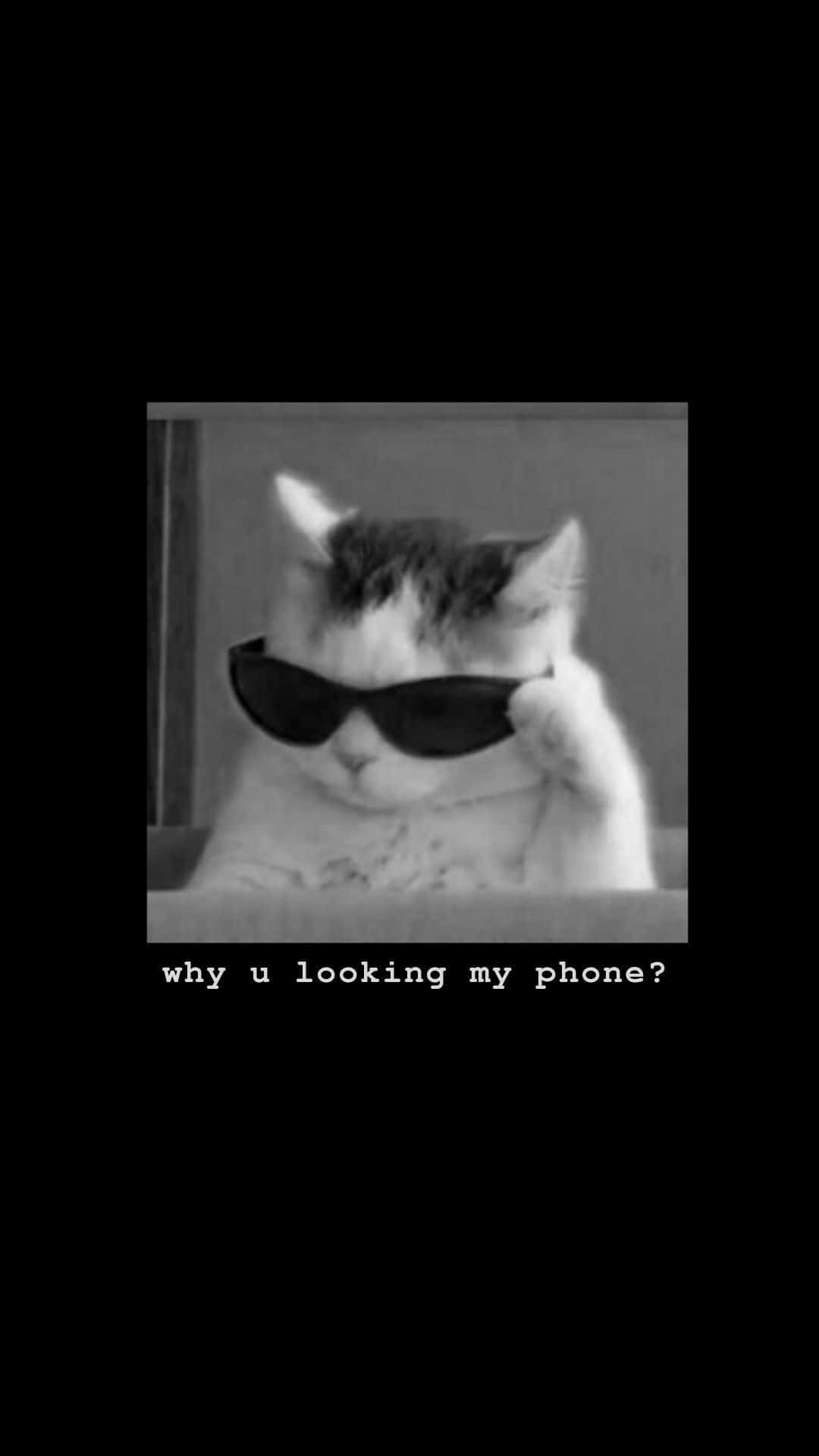 戴太陽眼鏡的貓把爪子放在耳邊，好像在講電話，附有文字 why u looking my phone