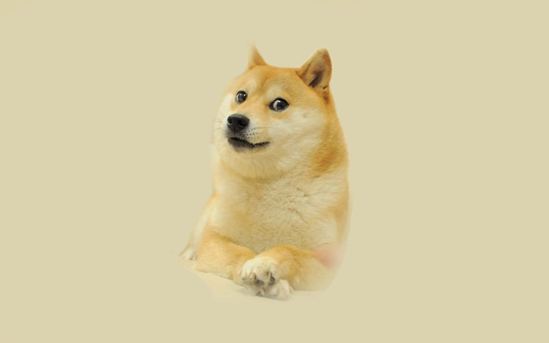 一隻柴犬帶著困惑的表情平靜地坐著。
