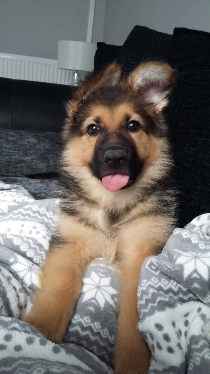 你見過最開心的小狗。 壁紙 — 一隻開心嘅德國牧羊犬BB伸脷坐喺深色梳化上嘅花紋毛氈上，好舒服。