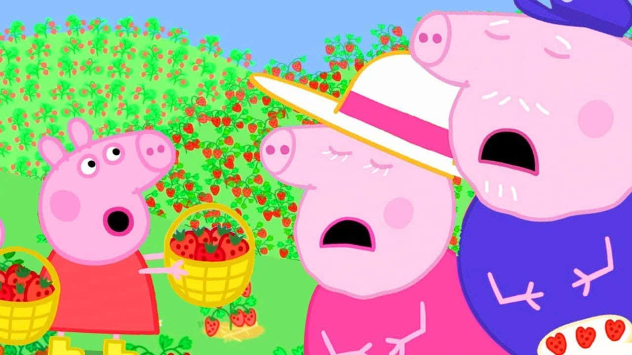 Granny Pig 桌布 壁紙 — 佩佩豬和家人在充滿活力的草莓田裡拿著草莓籃，驚訝地倒吸一口氣。