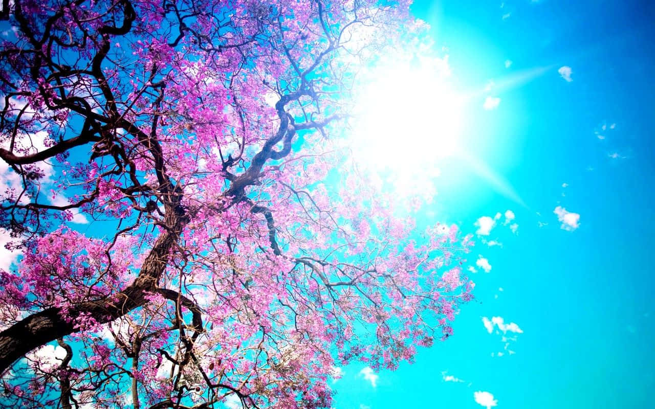 來自韓國的問候 壁紙 — 一棵充滿活力的粉紅色開花樹在燦爛的藍天下彎曲，頭頂陽光明媚。