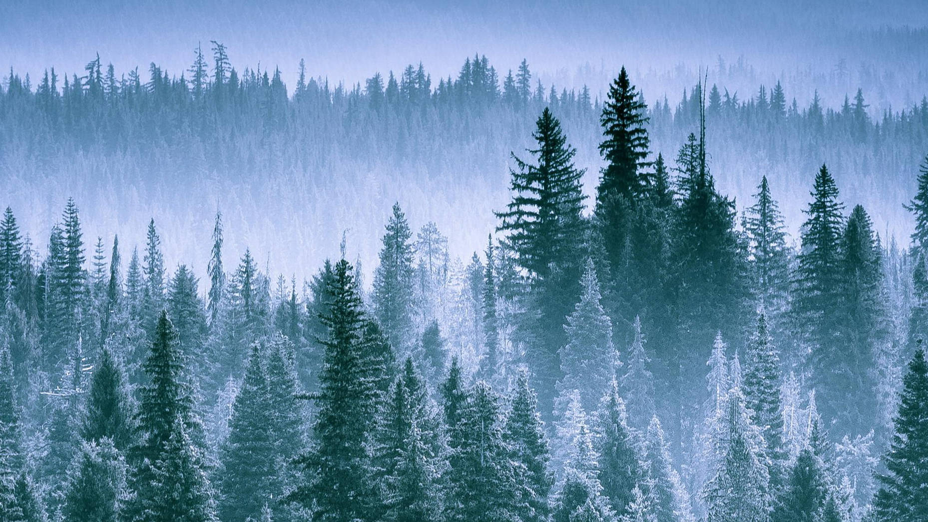 俄勒岡州松林冬季風景 壁紙 — 一片寧靜的冬日森林，白雪覆蓋的常青樹在朦朧的天空下逐漸融入迷濛的藍色層次。