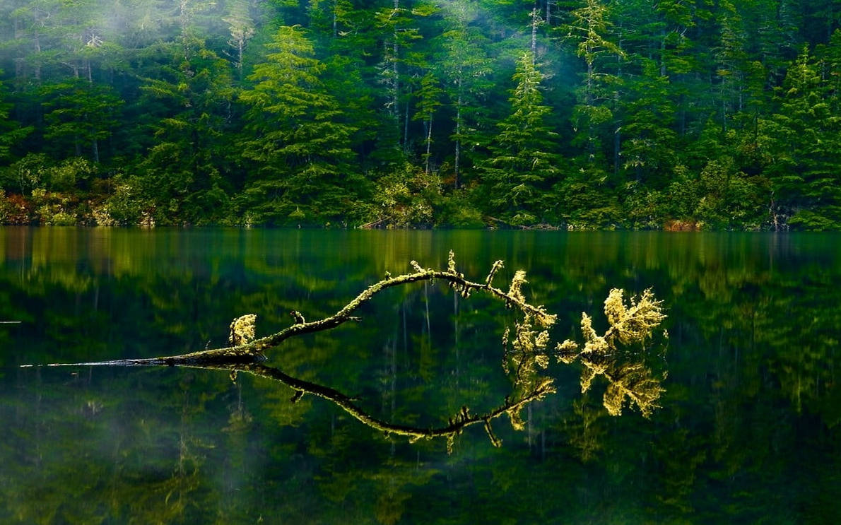 俄勒岡州綠湖森林 壁紙 — 寧靜的森林湖泊倒映著高聳的常綠樹和長滿苔蘚的落枝，籠罩在柔和的晨霧中。