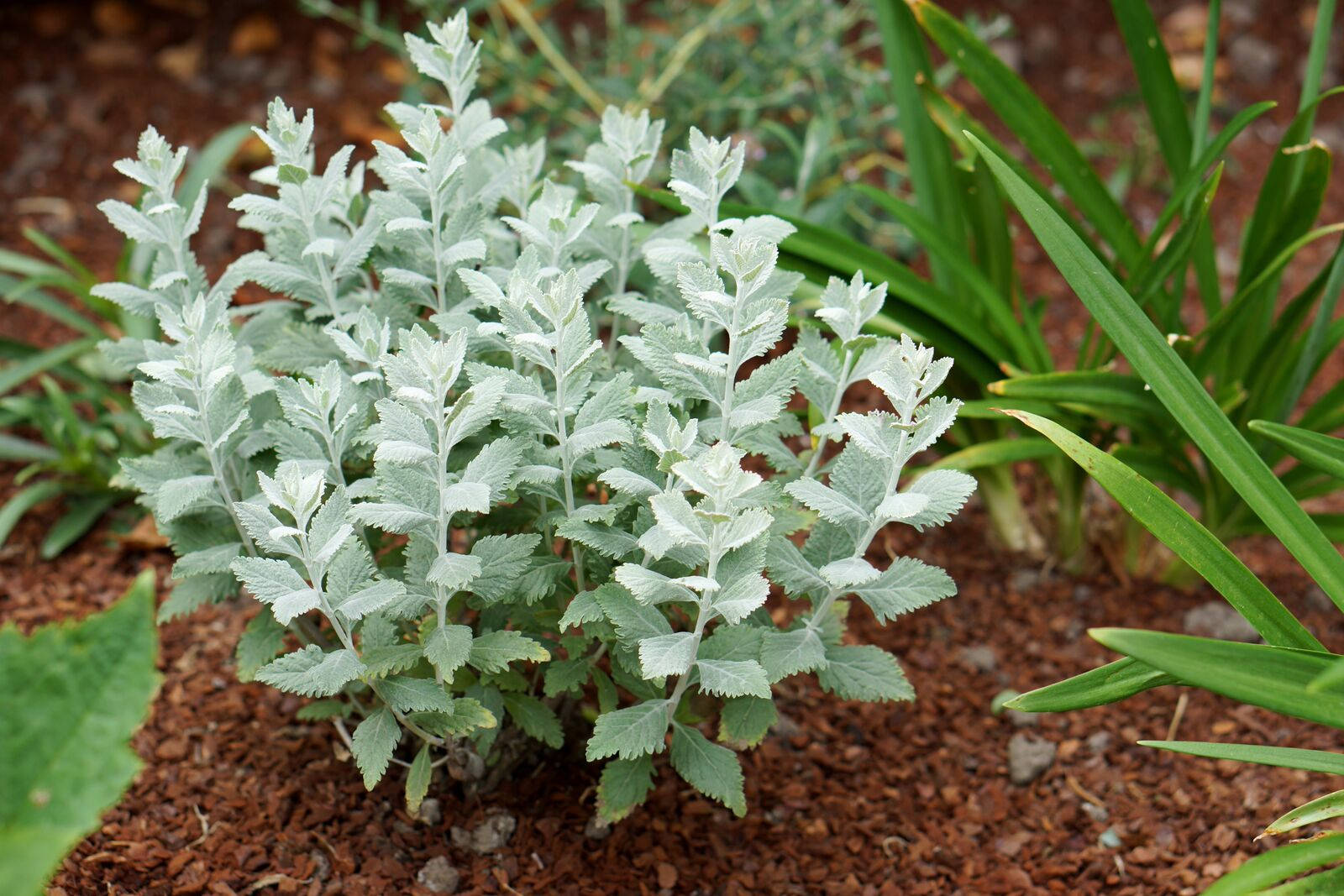 俄羅斯 sage 植物 壁紙 — 一棵銀色嘅塵磨坊植物，帶有羽毛狀嘅葉子，喺豐富嘅棕色覆蓋物中生長，周圍係綠色嘅葉子。