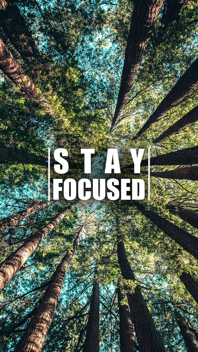 高聳的樹木，藍天背景上有 stay focused 文字