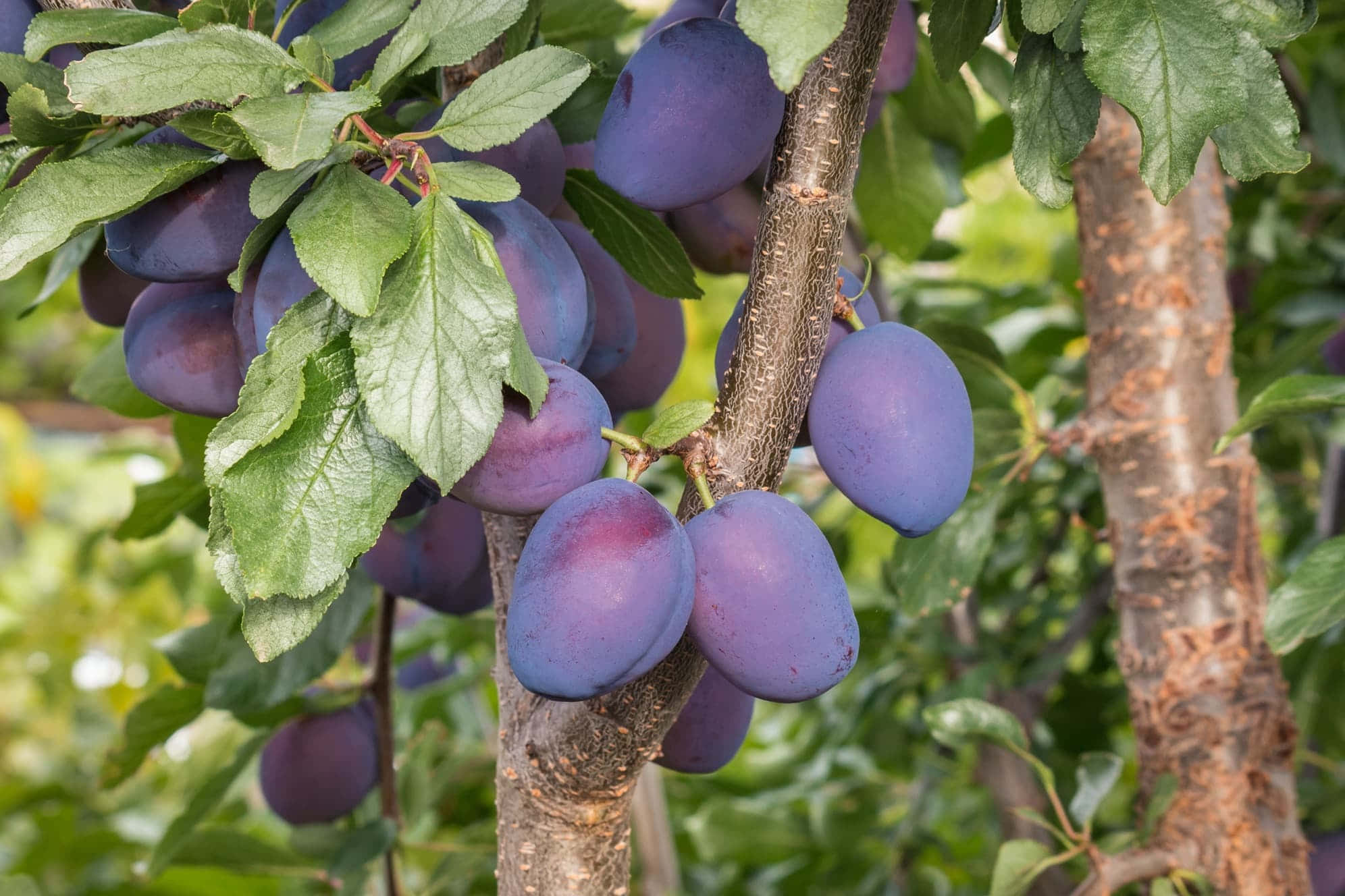 修剪過的樹上覆有灰白果粉的 Damson 梅子 壁紙 — 成熟的紫色李子沉甸甸地掛在樹枝上，周圍是茂密的綠葉，在明亮的日光下。
