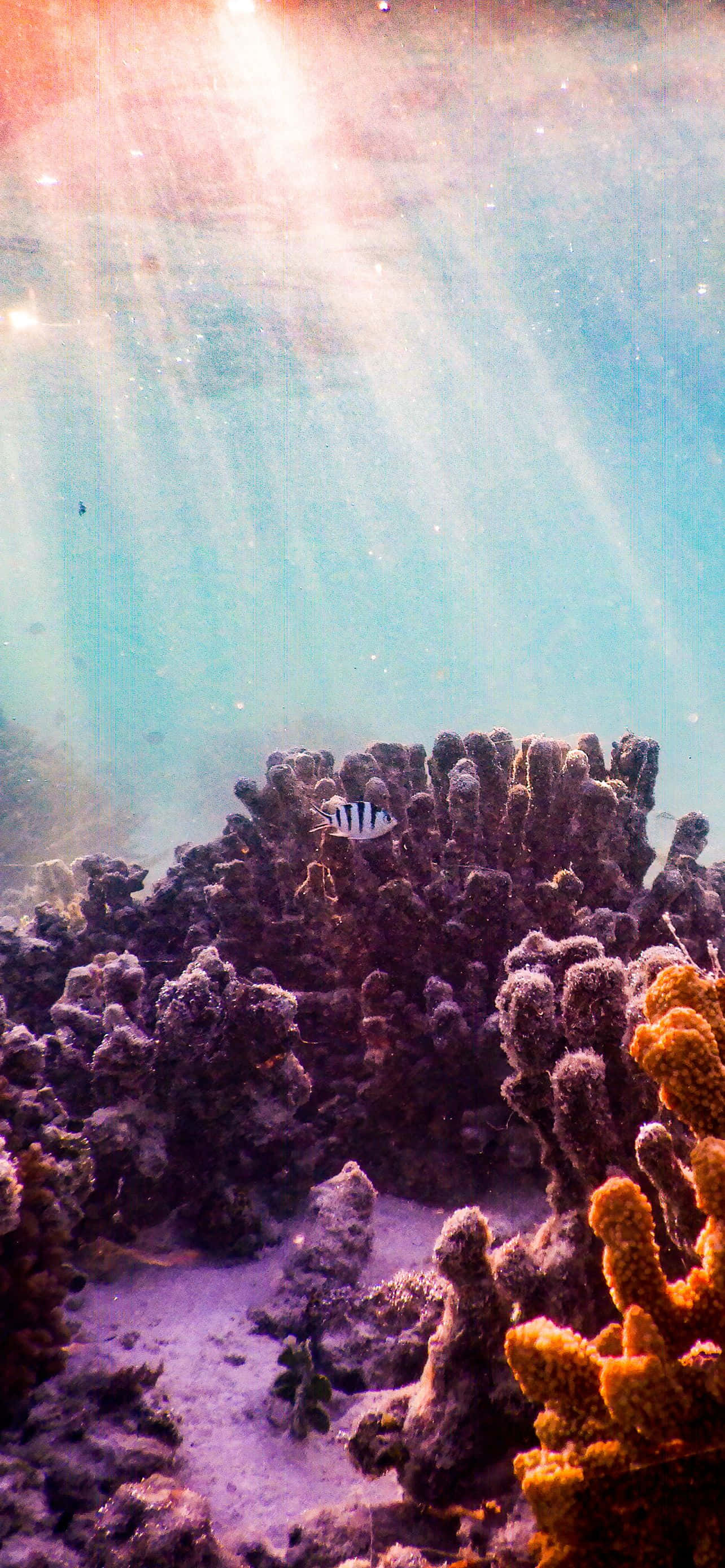 俯瞰寧靜湖泊的山景 壁紙 — 陽光穿過碧綠海水，照亮了色彩繽紛的珊瑚群和一條在海底附近游動的條紋魚。