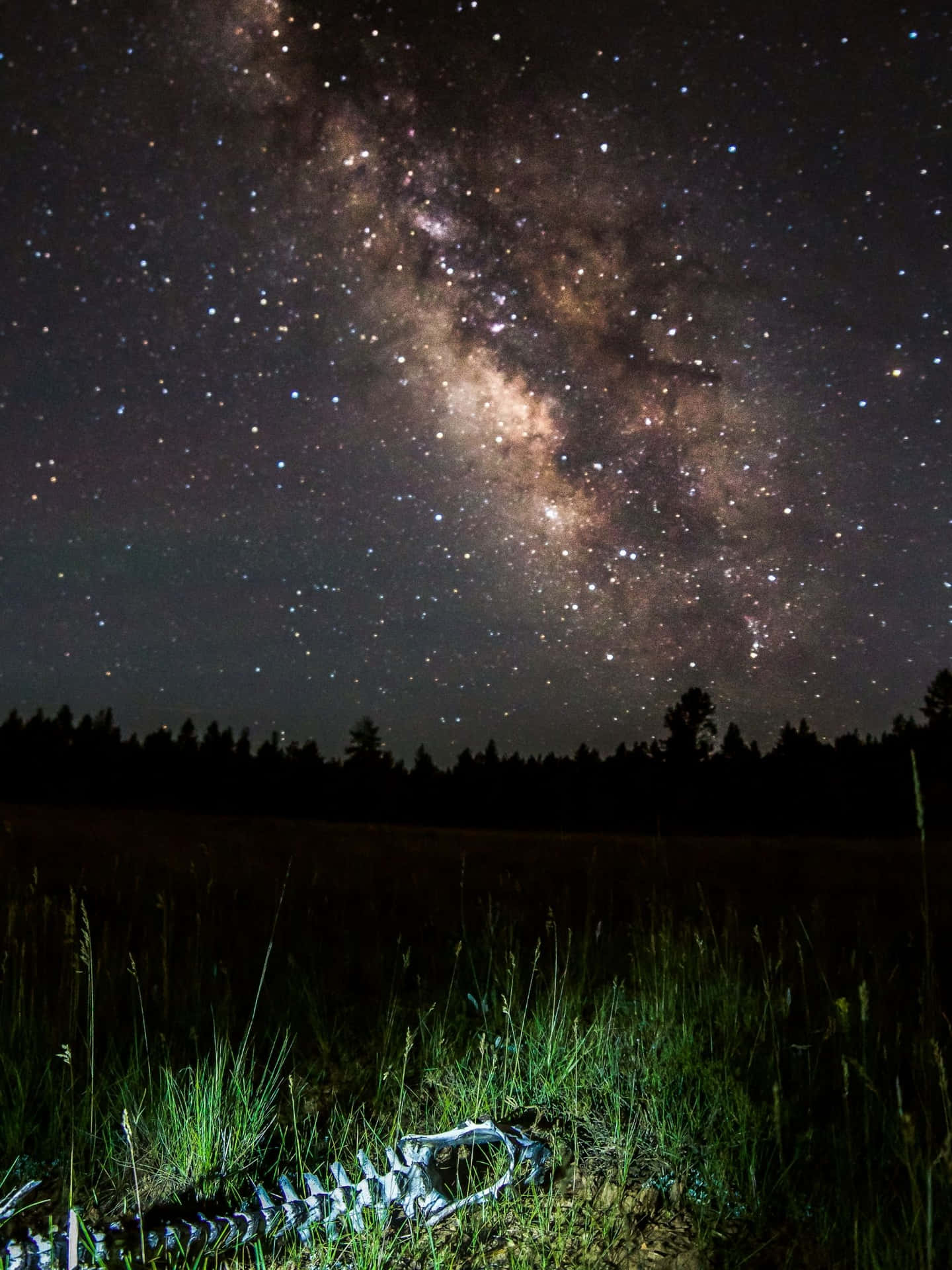 一具白色動物骨骼躺在草地上，上方是星光閃爍的夜空，銀河清晰可見。